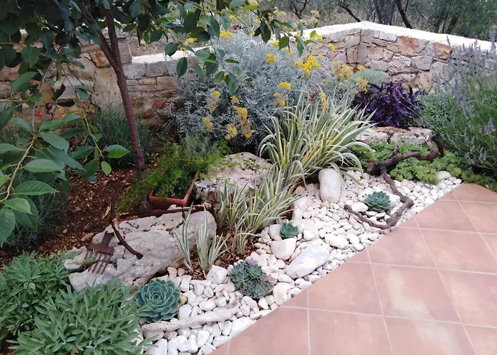 Long Island Olive * Сали