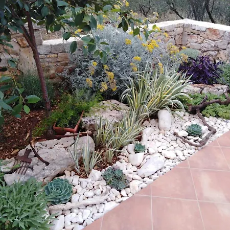 Long Island Olive * Sali